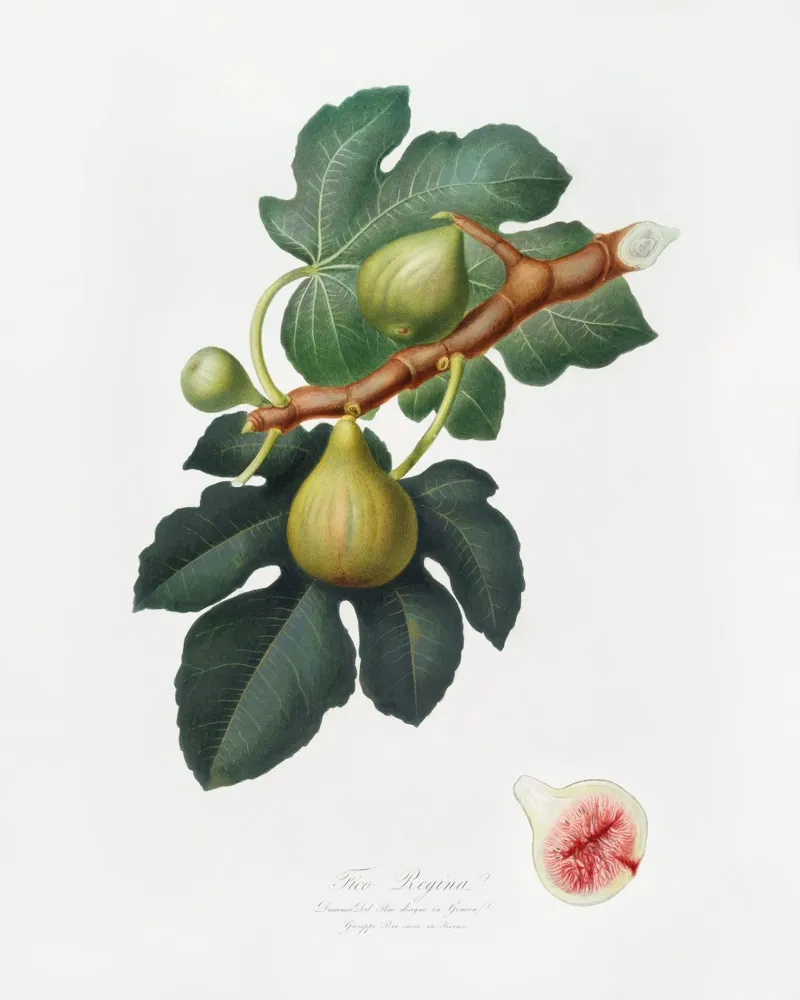 Fig Fruit and Leaves Botanical Illustration pellicola backlit da Pretty Flowers Vintage Botanicals