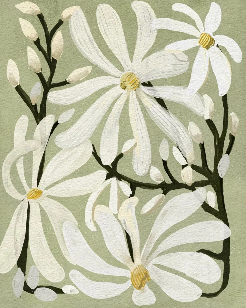 Magnolia stellare poster da Katie O'Shea