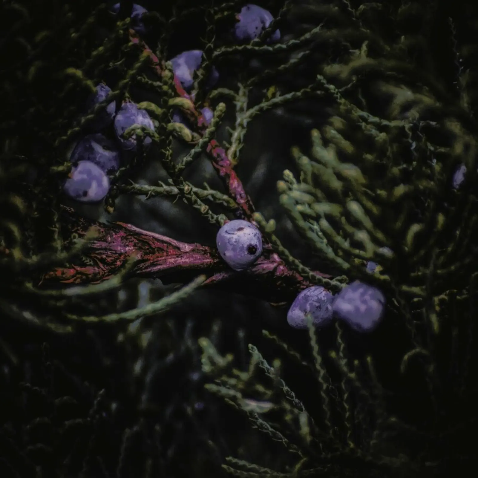 Fruits Of Autumn 4 alluminio dibond da Nur Mut