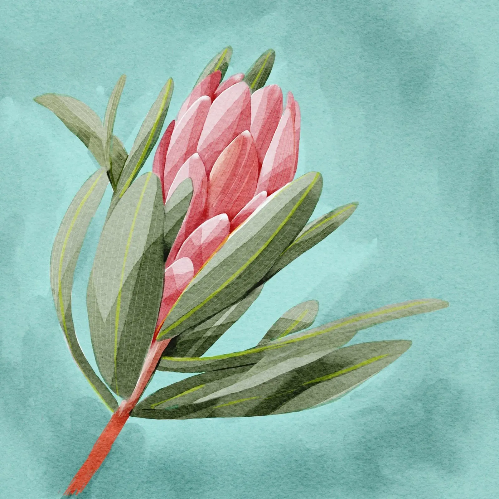 Fiore di protea poster con telaio in alluminio da Katie O'Shea