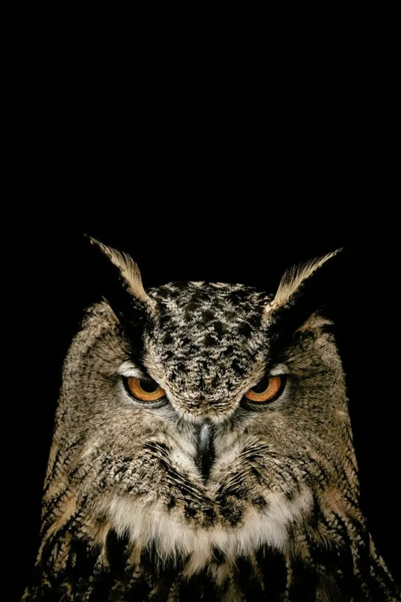 Tawny Owl pellicola backlit da Natural Kingdom