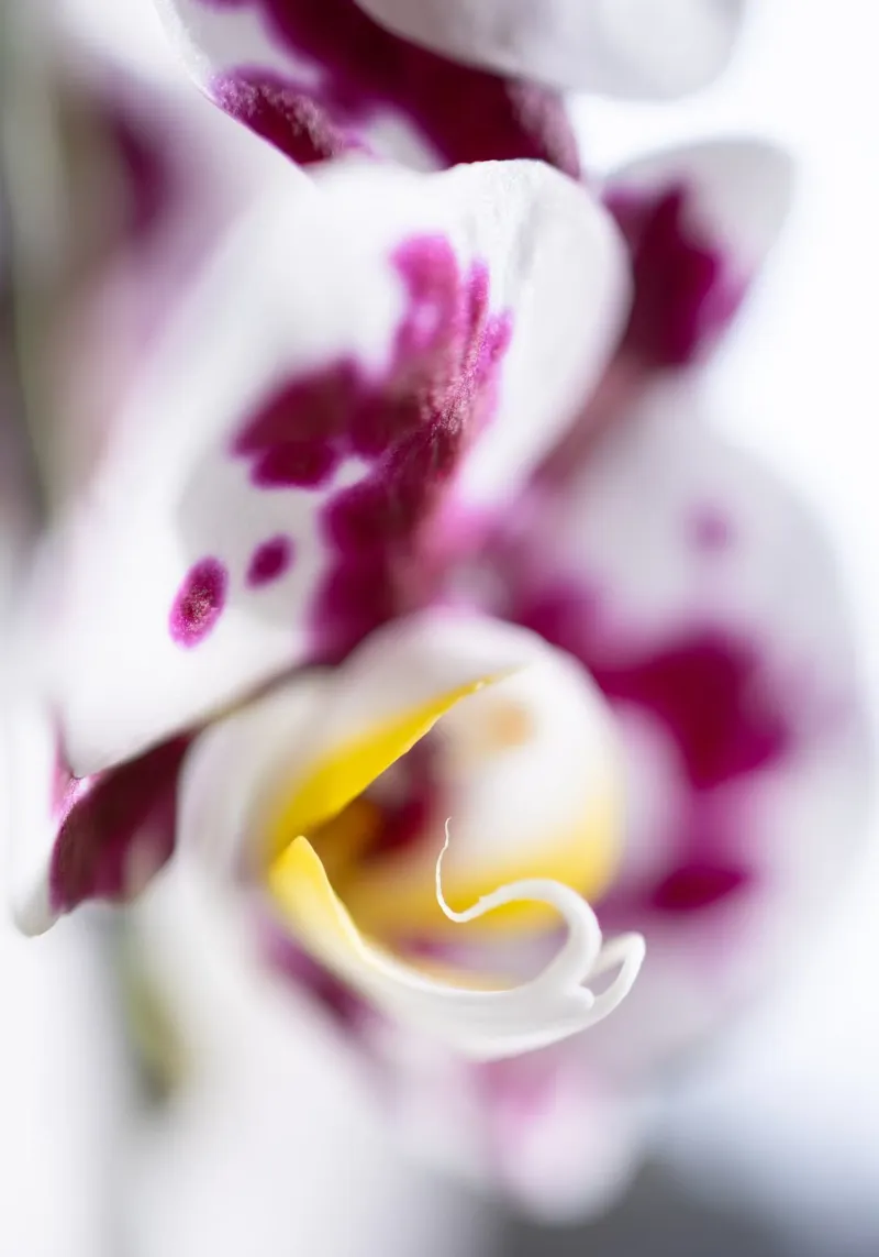 Orchidea #1 alluminio dibond da rafael campezato