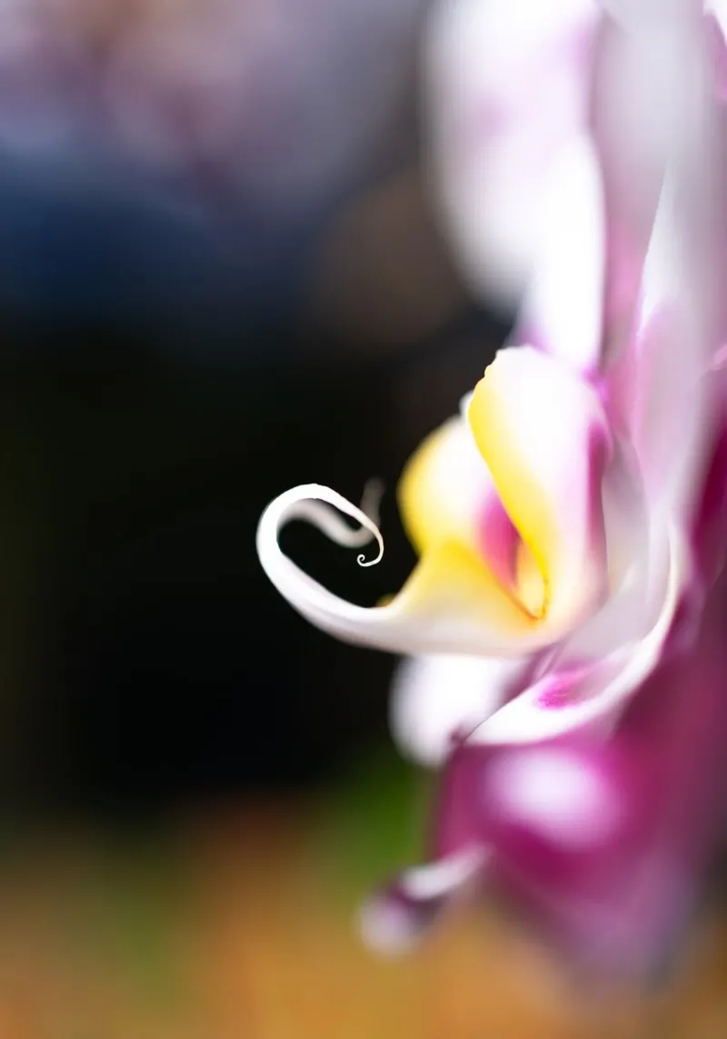 Orchidea #2 carta hahnemühle da rafael campezato