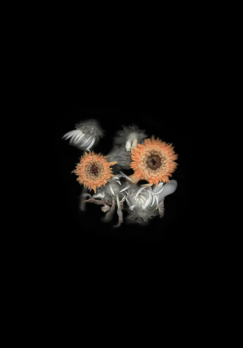 The Art of Destruction VI carta hahnemühle da Muted Blossom