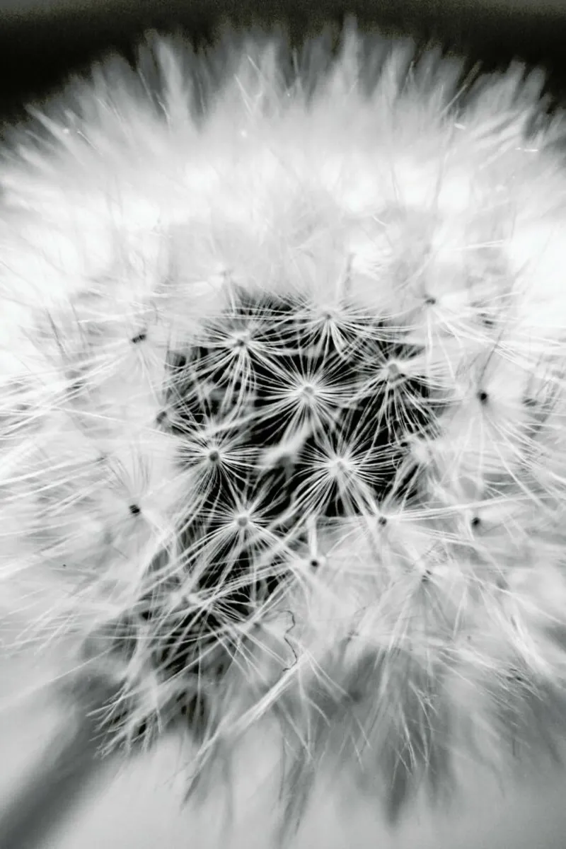 Fragile Beauty pellicola backlit da Babett Schultze