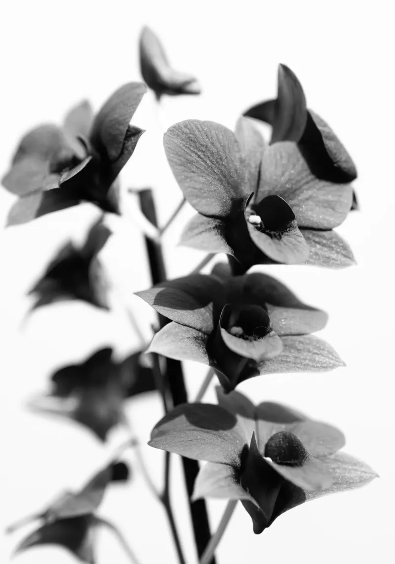 Flora #12 pellicola backlit da rafael campezato