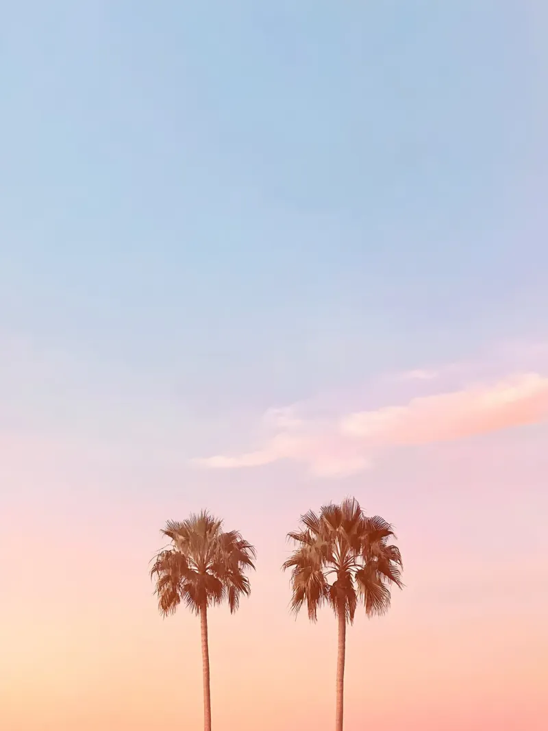 The Palmtrees pellicola backlit da Gypsy Galleria