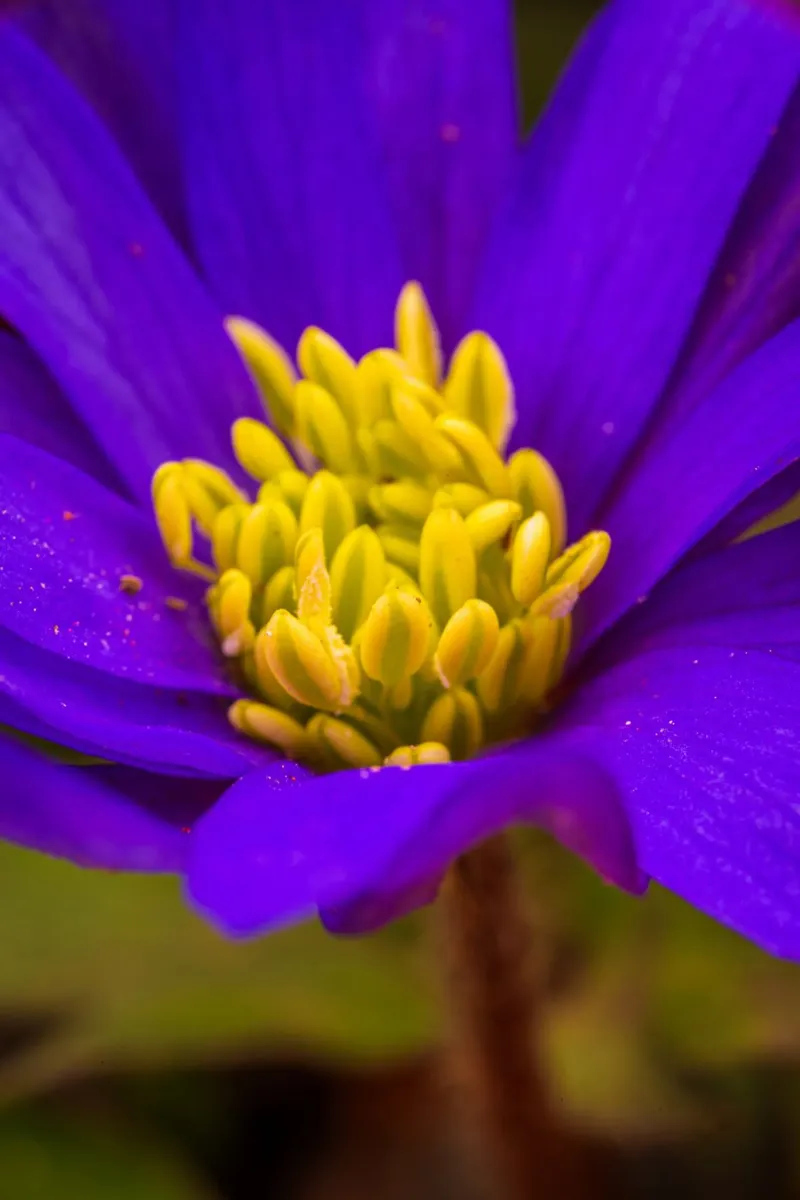 Balkan anemone with yellow pistil canvas by Marcus Beckert | Fotografie