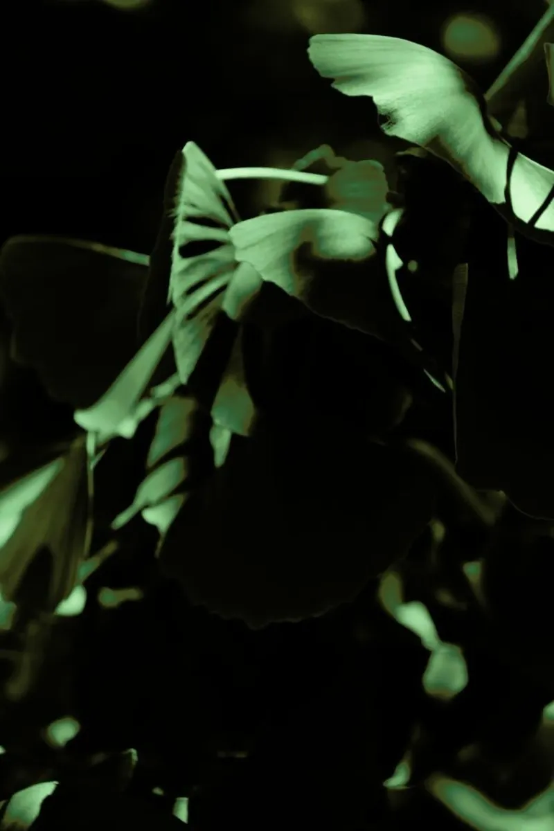 Ginkgo 02 pellicola backlit da Froilein Juno