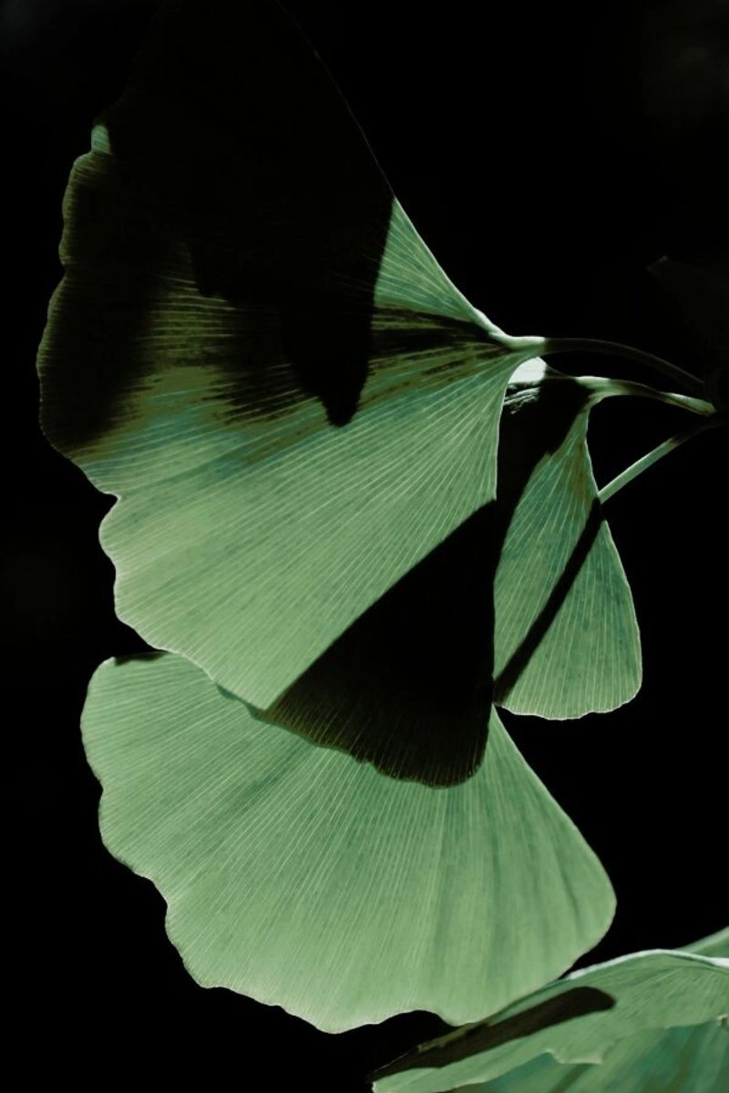 Ginkgo 03 pellicola backlit da Froilein Juno