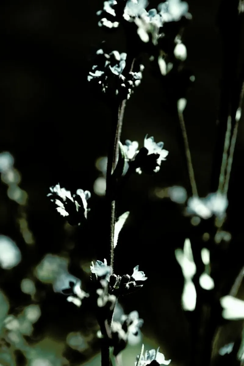 Wild Flower 01 poster con telaio in plastica da Froilein Juno