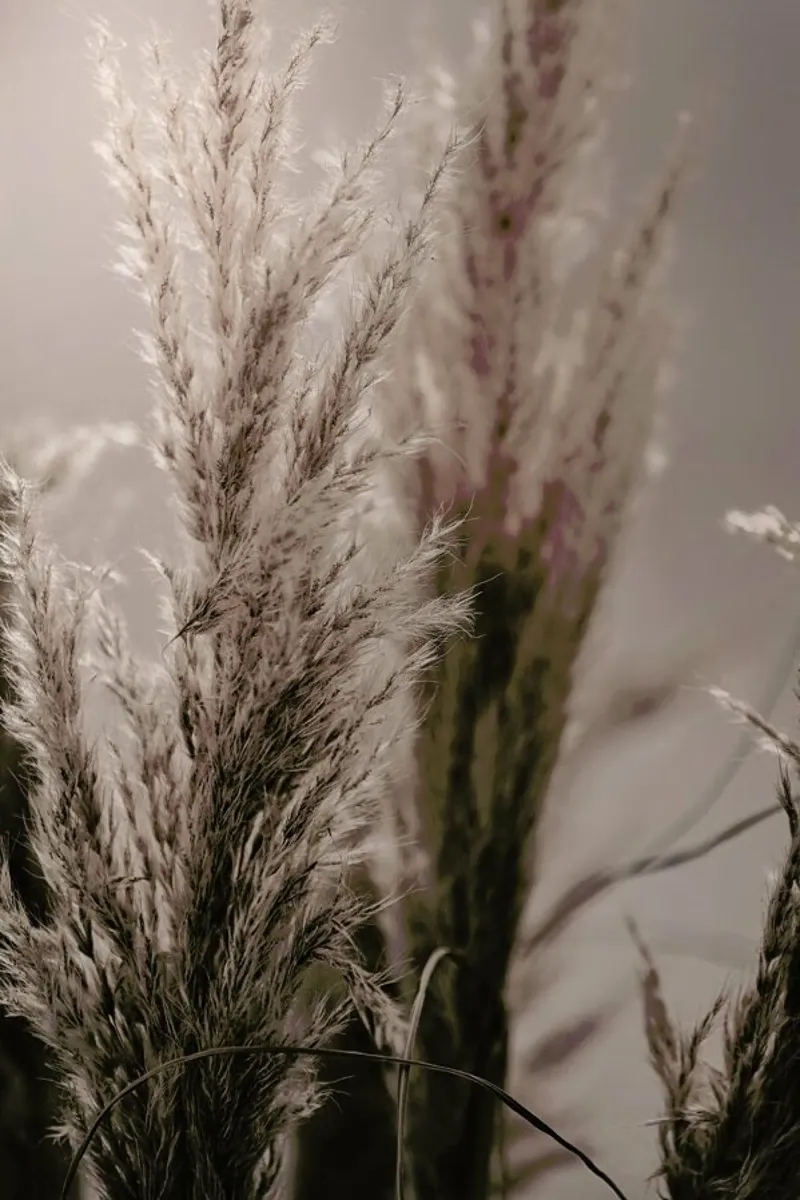 Pampas Reed 06 pellicola backlit da Monika Strigel