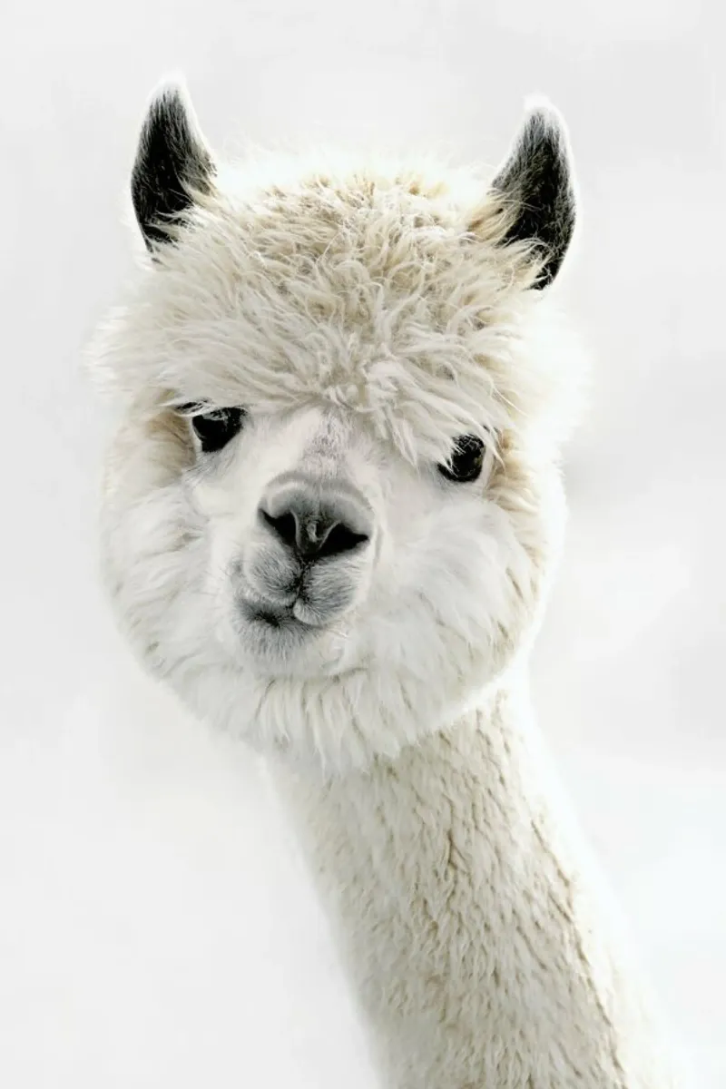 Peeky Alpaca pellicola backlit da Monika Strigel
