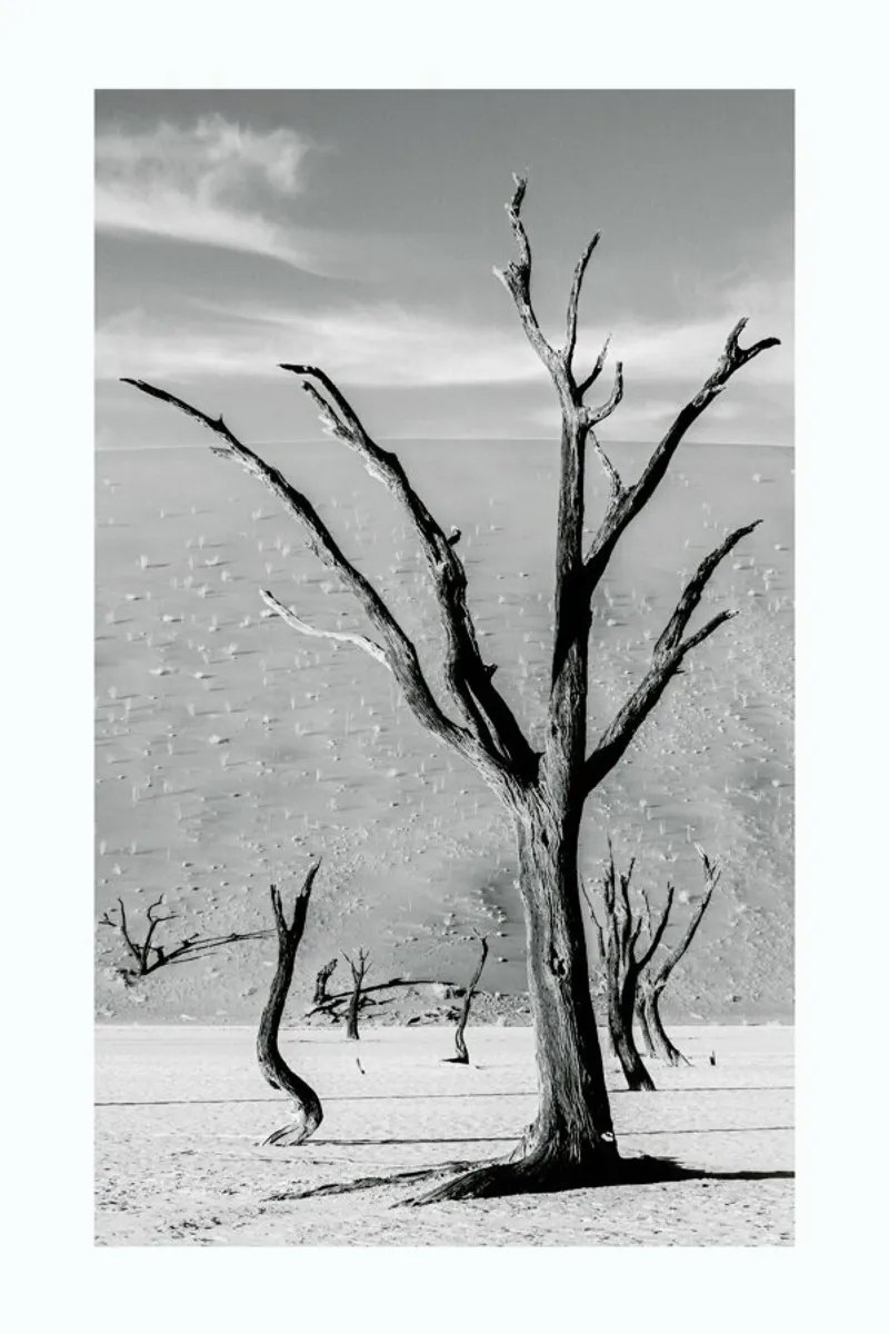 Deadvlei Trees plexiglass da METROPOLIS