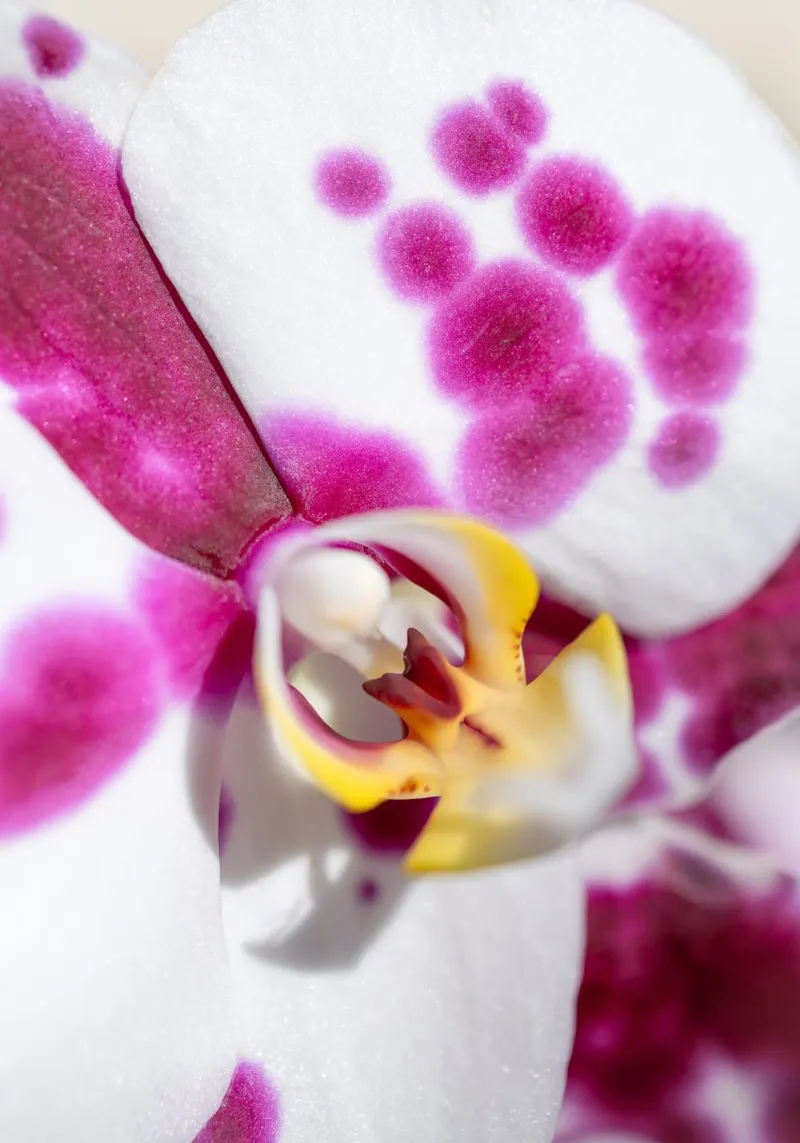 Orchidea #3 pellicola backlit da rafael campezato