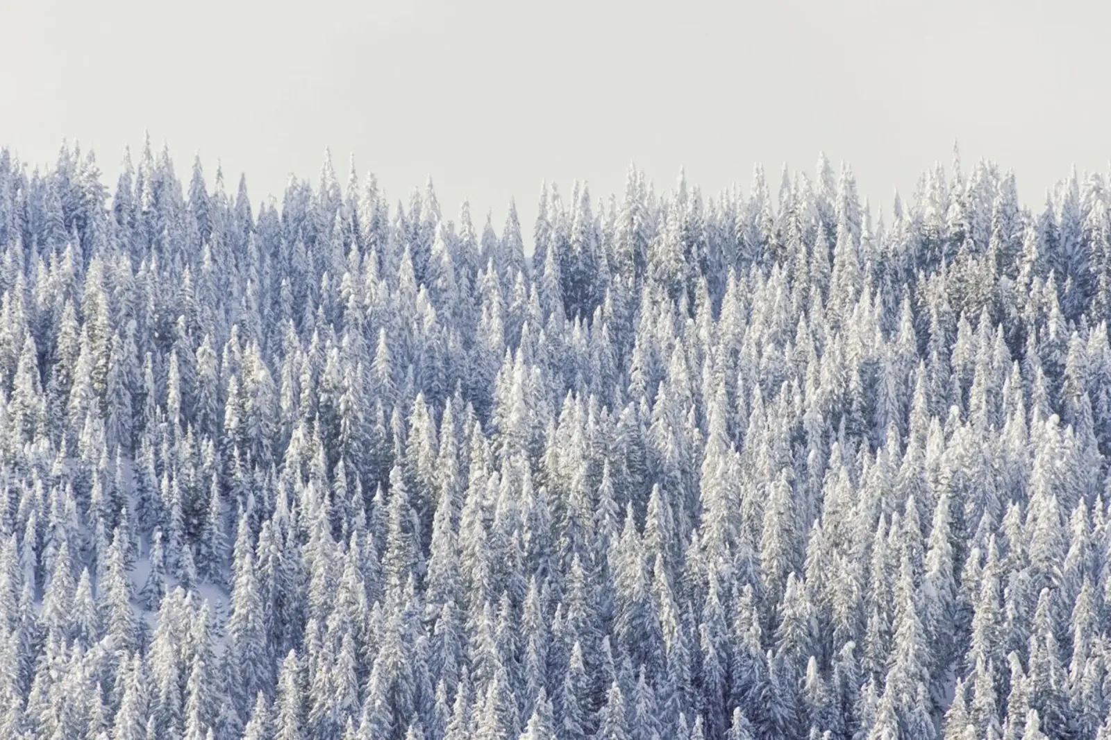 Winter Forest forex plate by Nur Mut