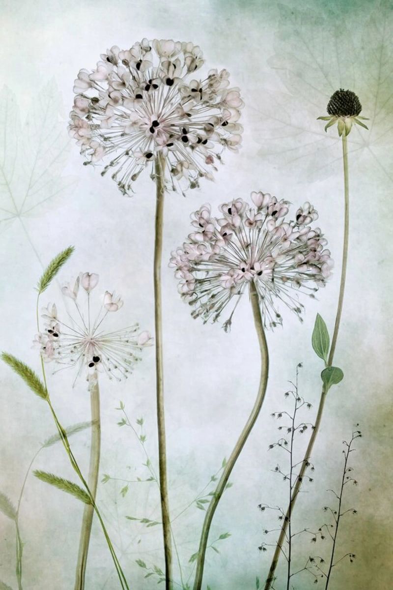 Allium plexiglass da Pictufy
