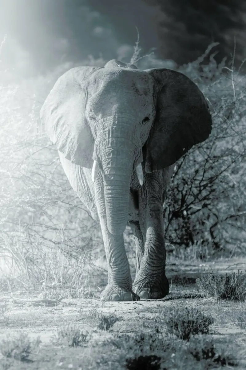 Elephant Walk pellicola backlit da Airpixels