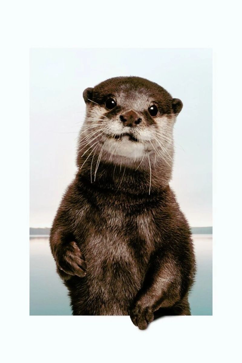 OTTER poster da JONAS LOOSE KIDS
