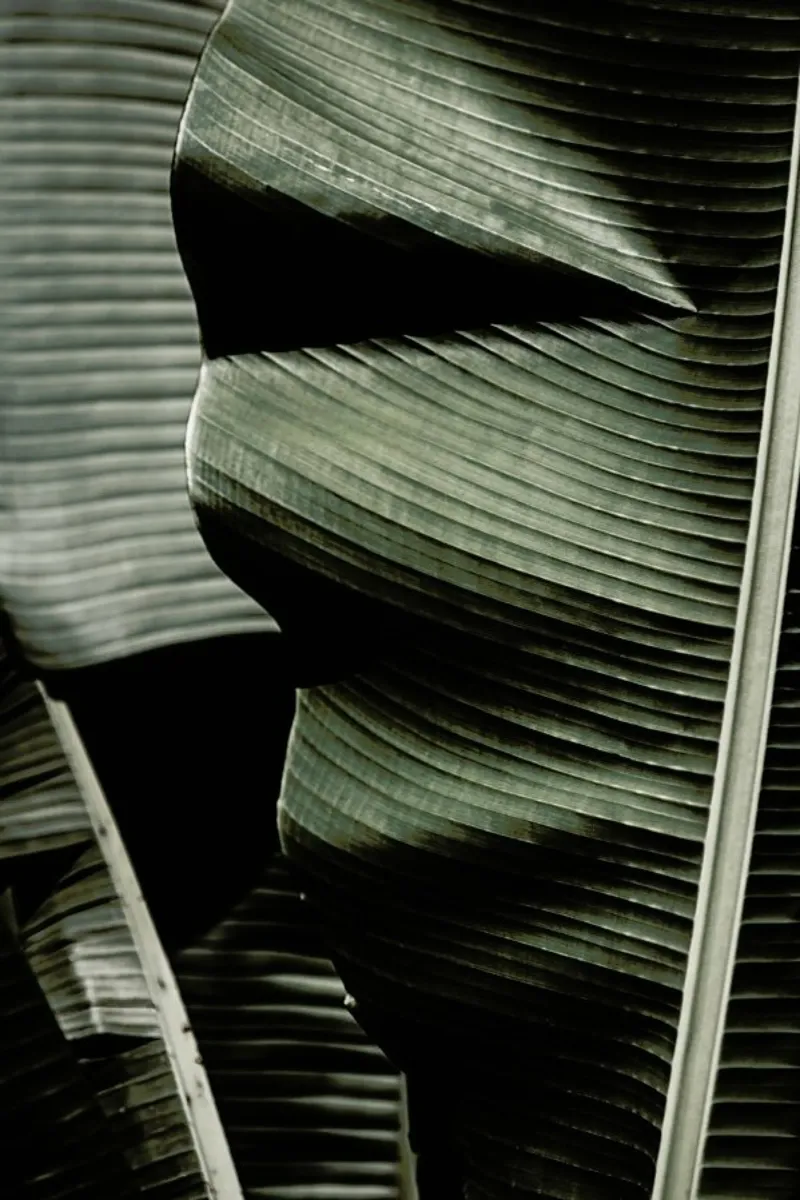 Banana Leaf Green poster con telaio in alluminio da Monika Strigel