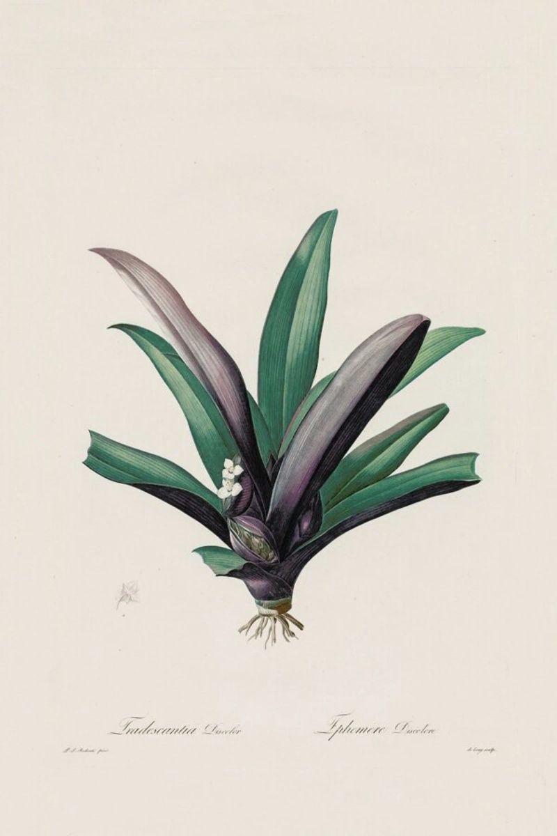 Tradescantia Discolour, 1802-1816 - Henry Joseph Redouté Poster von Artokoloro Quint Lox Ltd