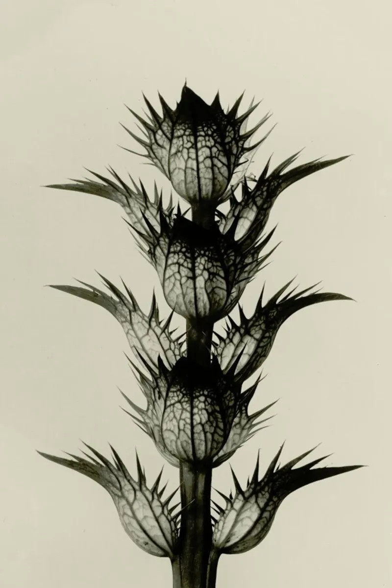 Acanthus Mollis, 1928 - Karl Blossfeldt poster con telaio in legno da Artokoloro Quint Lox Ltd