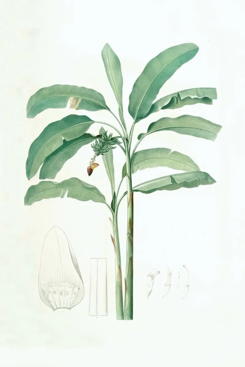 Musa paradisiaca, Cultivated Banana (Plant), -Pierre Joseph poster con telaio in plastica da Artokoloro Quint Lox Ltd