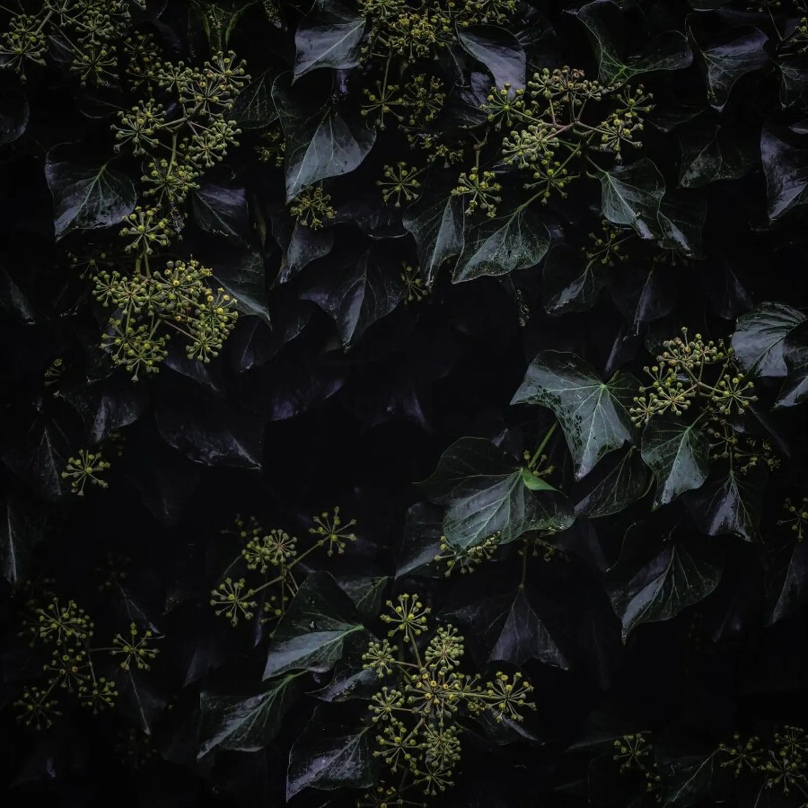 Blossoms In The Dark pellicola backlit da Nur Mut