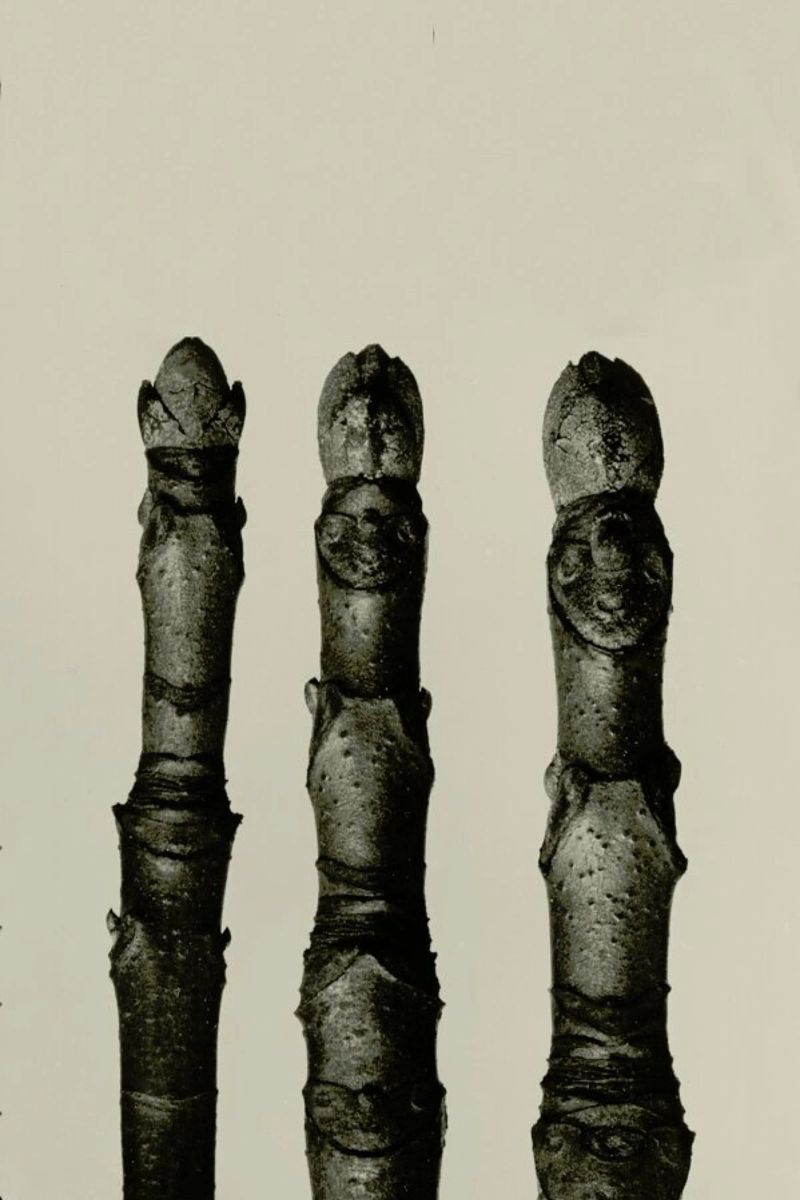 Aesculus Parviflora, 1928 - Karl Blossfeldt Poster von Artokoloro Quint Lox Ltd