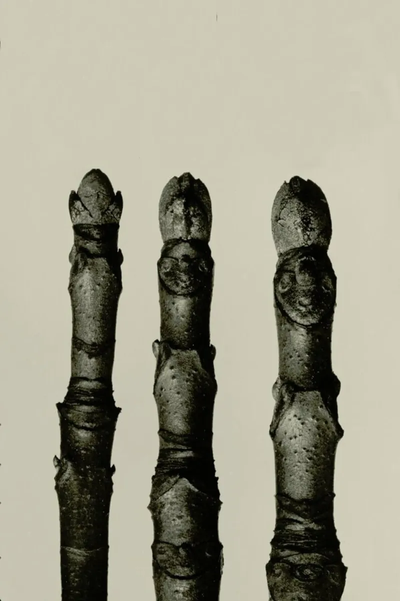 Aesculus Parviflora, 1928 - Karl Blossfeldt Poster mit Aluminium Rahmen von Artokoloro Quint Lox Ltd