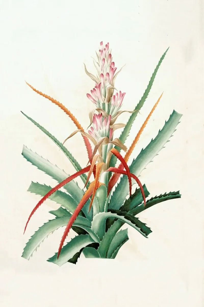 Ananas sauvage, Bromelia Pinguin pellicola backlit da Artokoloro Quint Lox Ltd