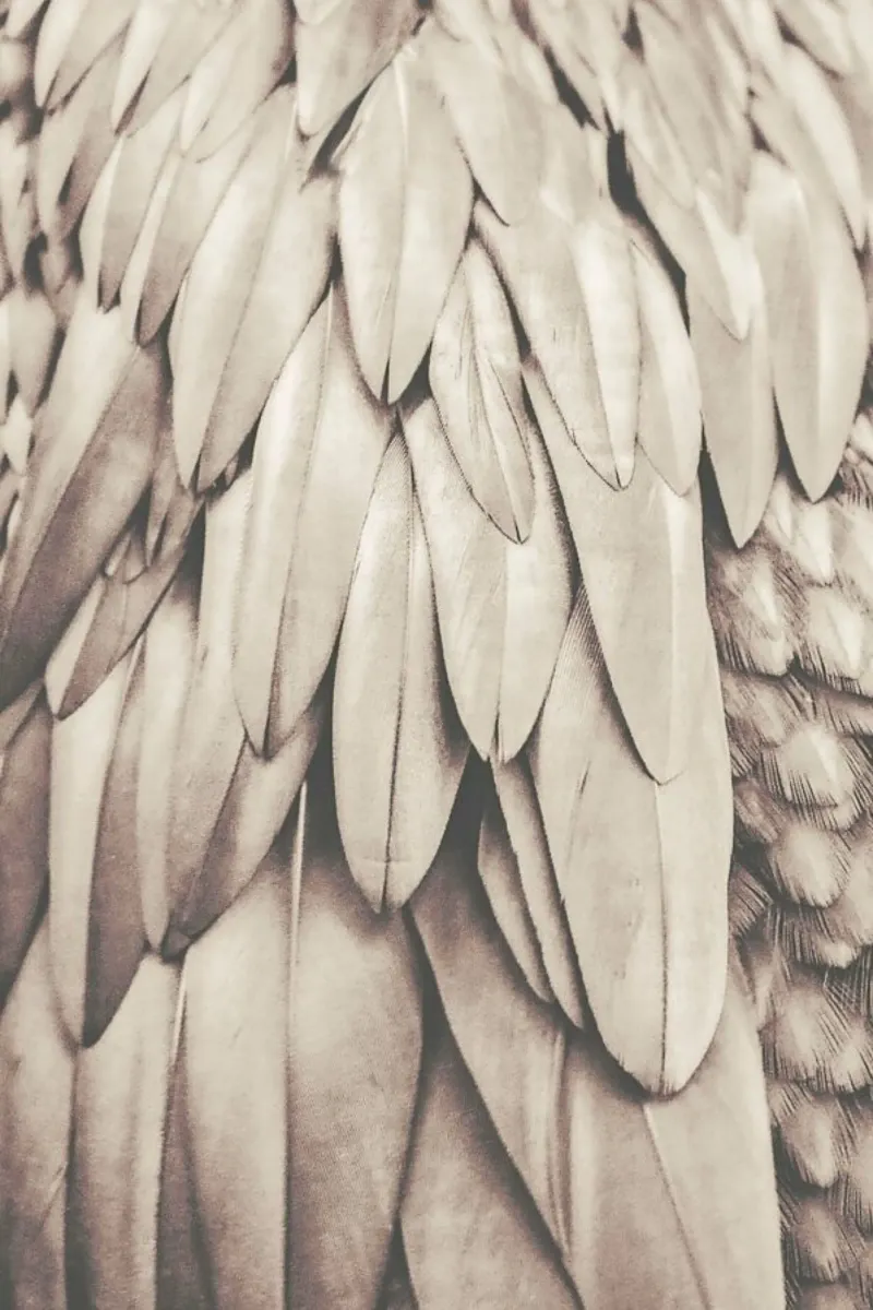 Feathers New Natural Nude metacrilato de Monika Strigel
