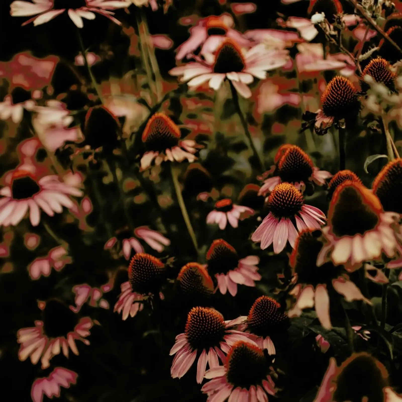 Echinacea pellicola backlit da Ingrid Beddoes