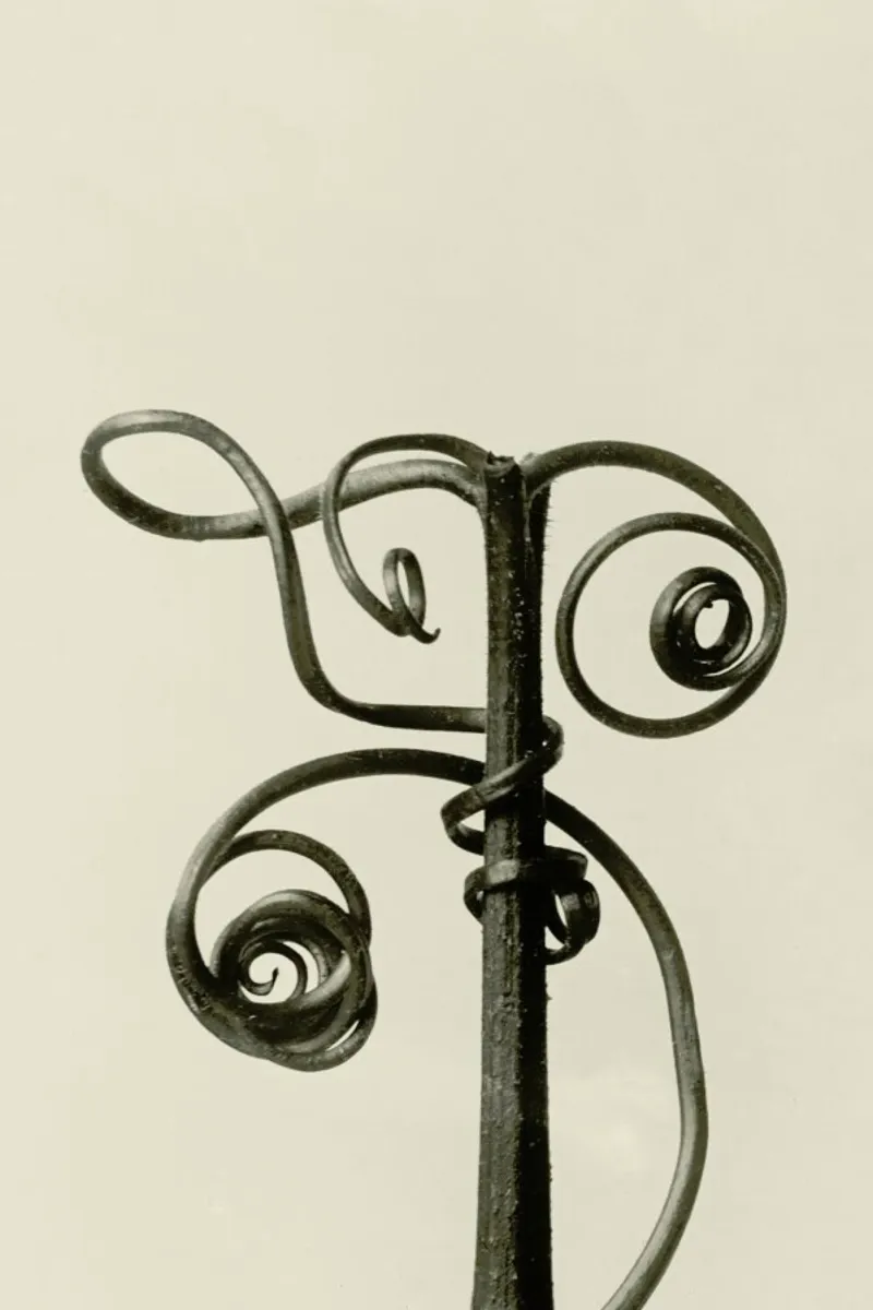 Cucurbita - Karl Blossfeldt pellicola backlit da Artokoloro Quint Lox Ltd