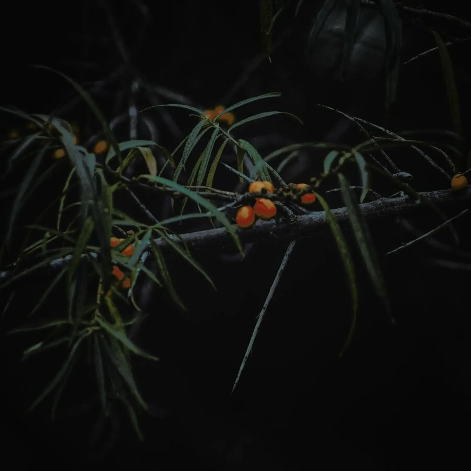 Fruits Of Autumn 3 pellicola backlit da Nur Mut