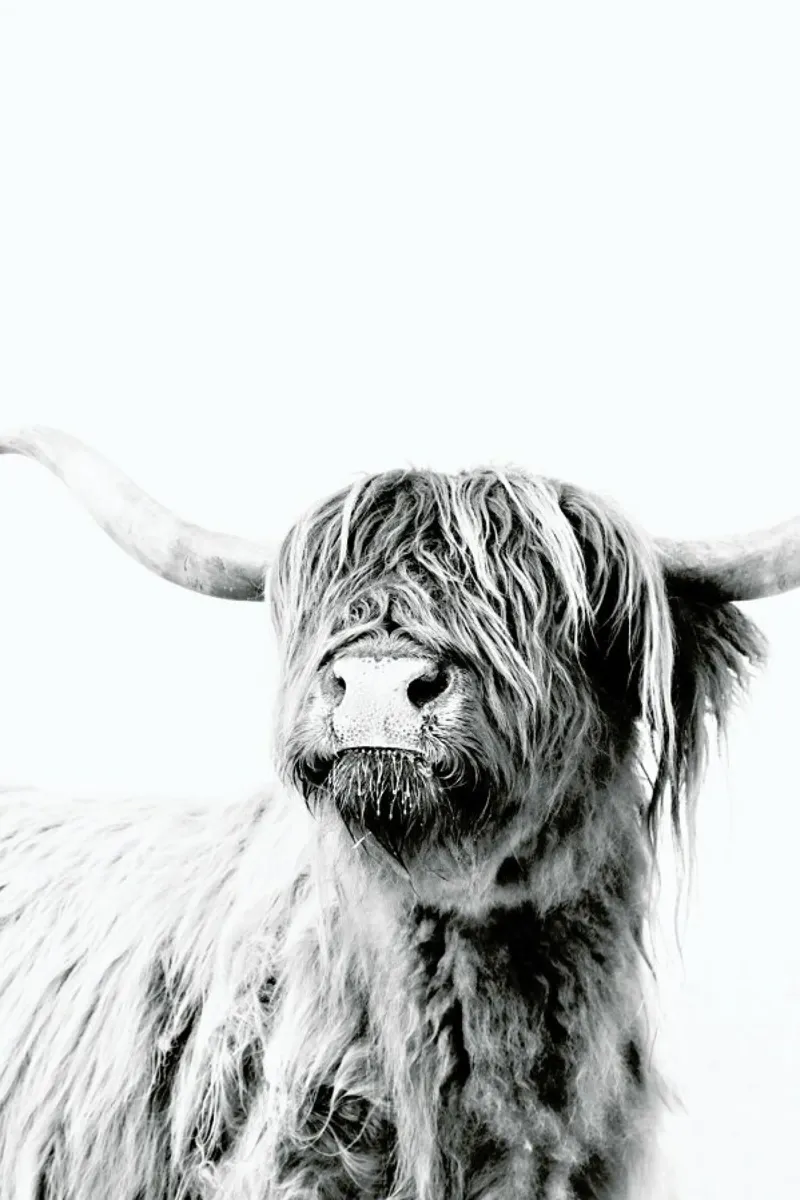 Highland Cattle Frida 2 pellicola backlit da Monika Strigel