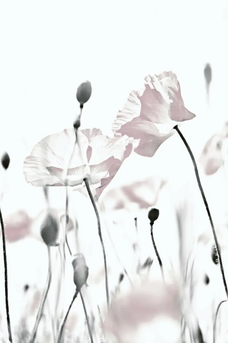 Poppy White 1 alu dibond de Monika Strigel
