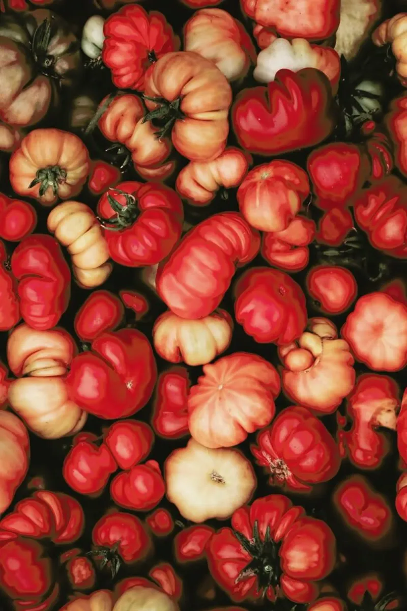 Tomato Rouge poster con telaio in alluminio da Ingrid Beddoes