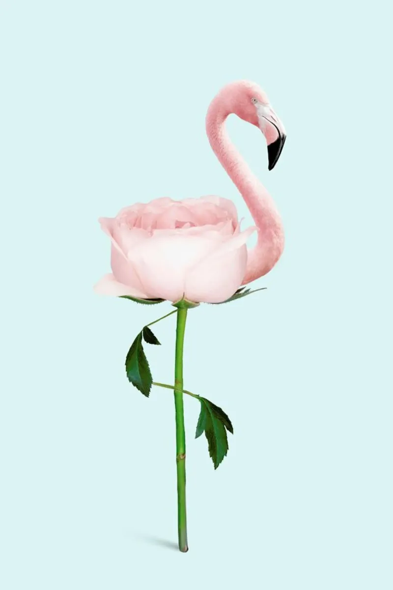 Flamingo Flower carta hahnemühle da Jonas Loose