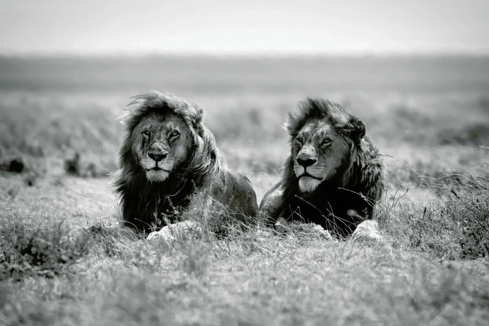 Two Kings - Nicolas Merino poster con telaio in plastica da Pictufy