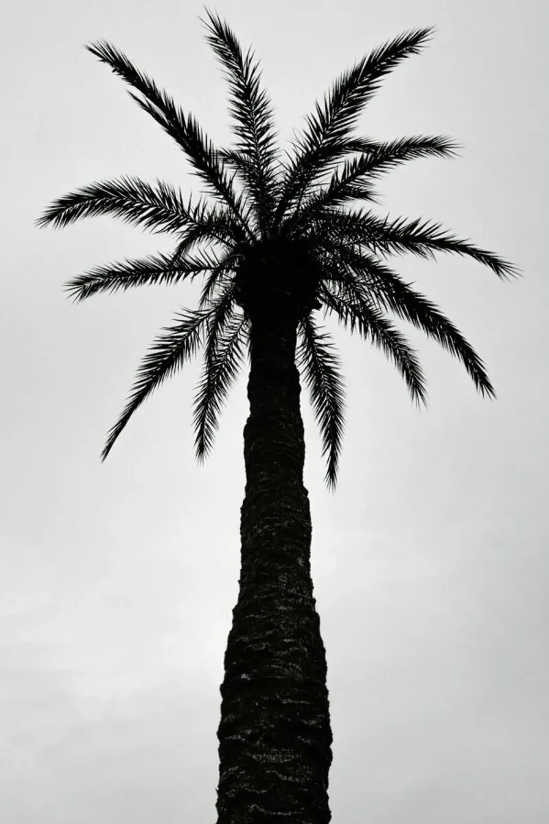 Palm Love Hahnemühle von Sebastian Hilgetag
