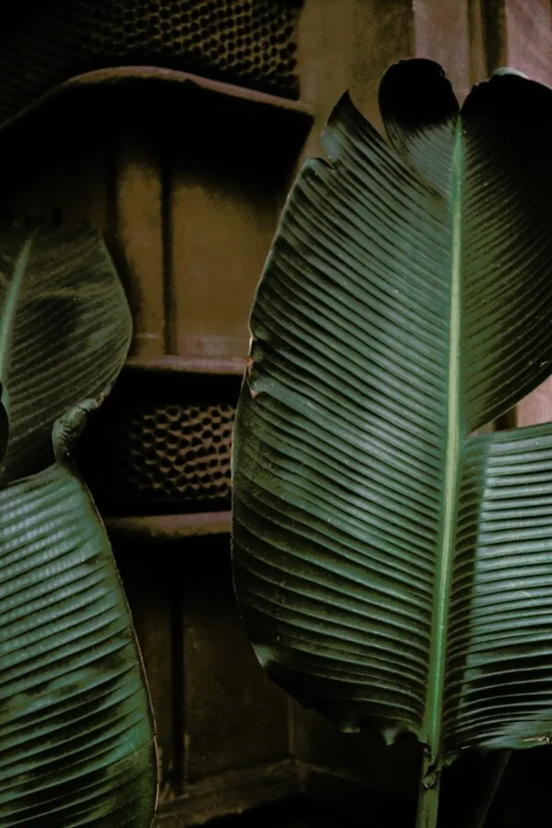 Leaves in Barcelona acrylic glass by Sebastian Hilgetag