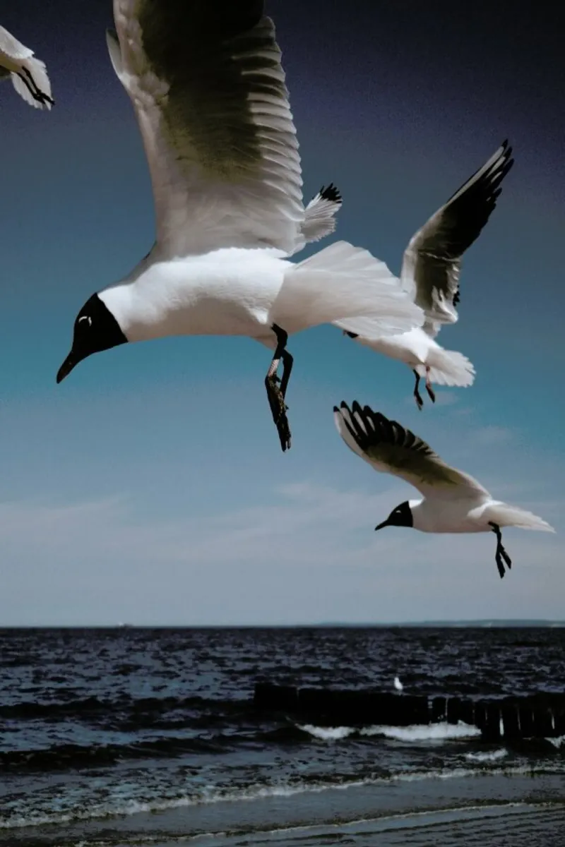Seagulls VIII alluminio dibond da Sebastian Hilgetag