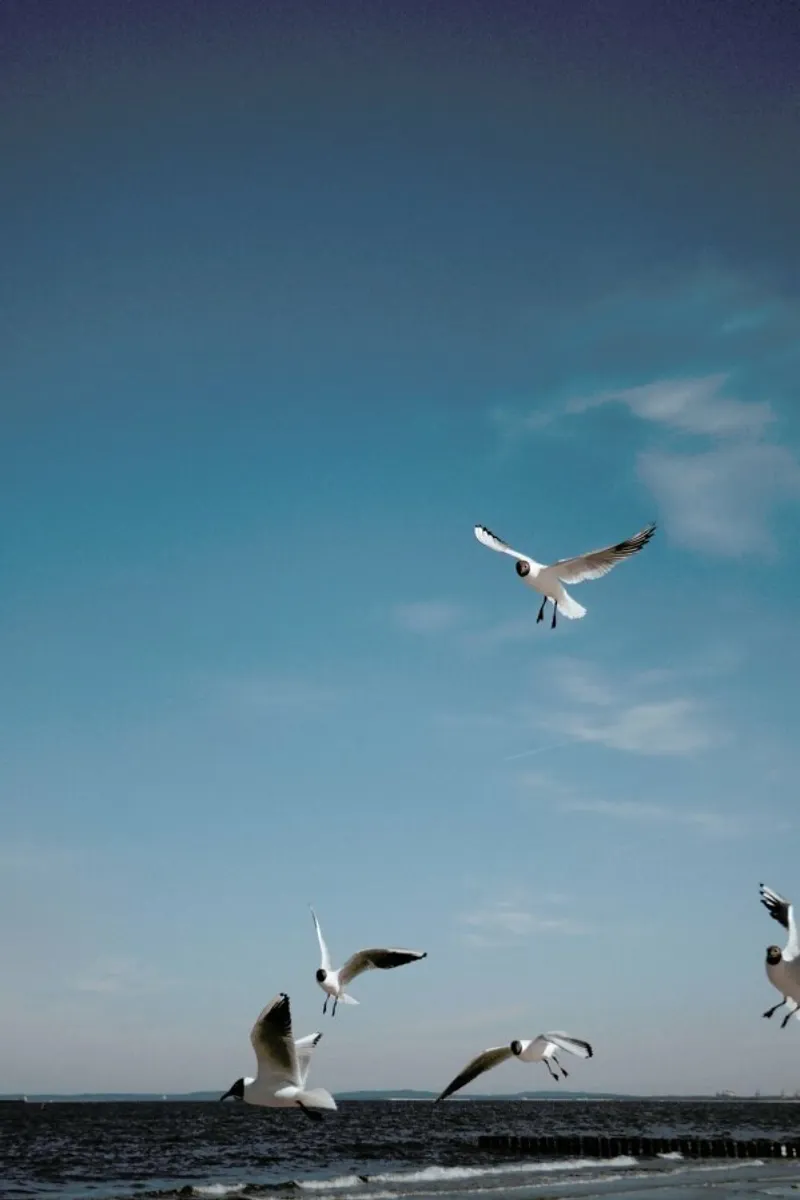 Seagulls IV alluminio dibond da Sebastian Hilgetag