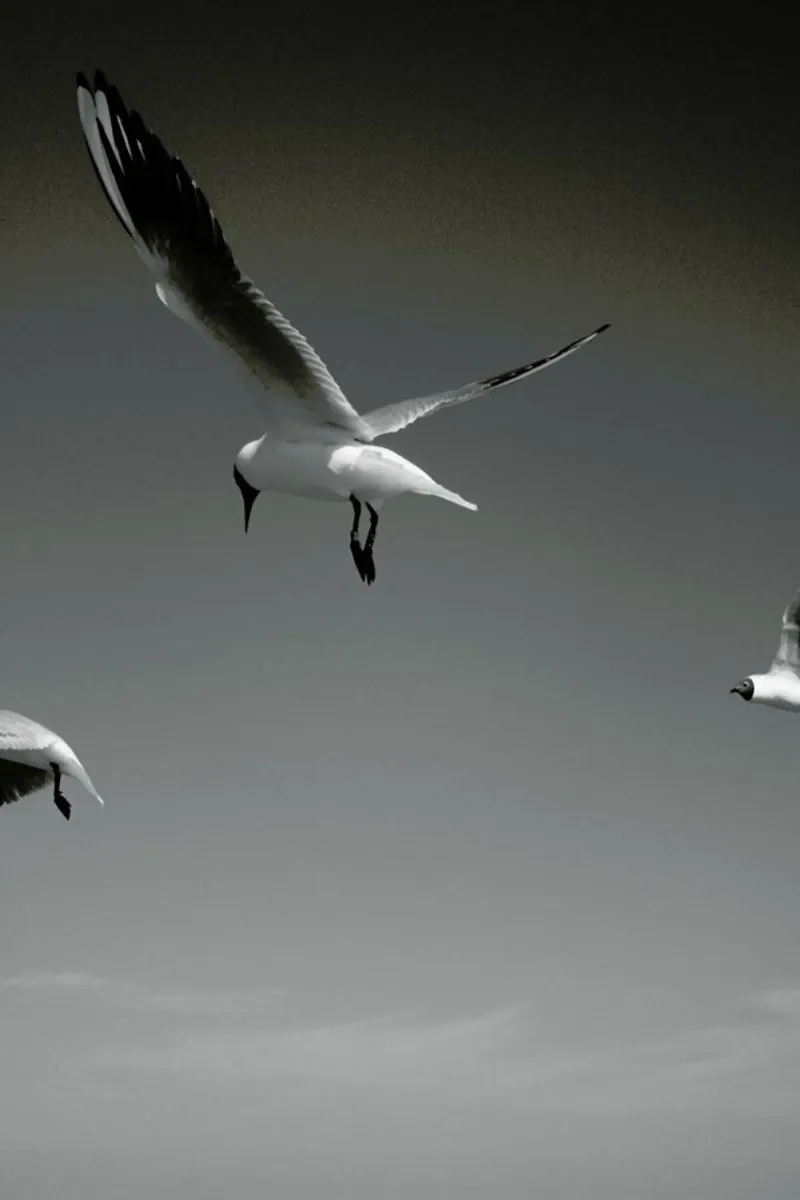 Seagulls V pellicola backlit da Sebastian Hilgetag