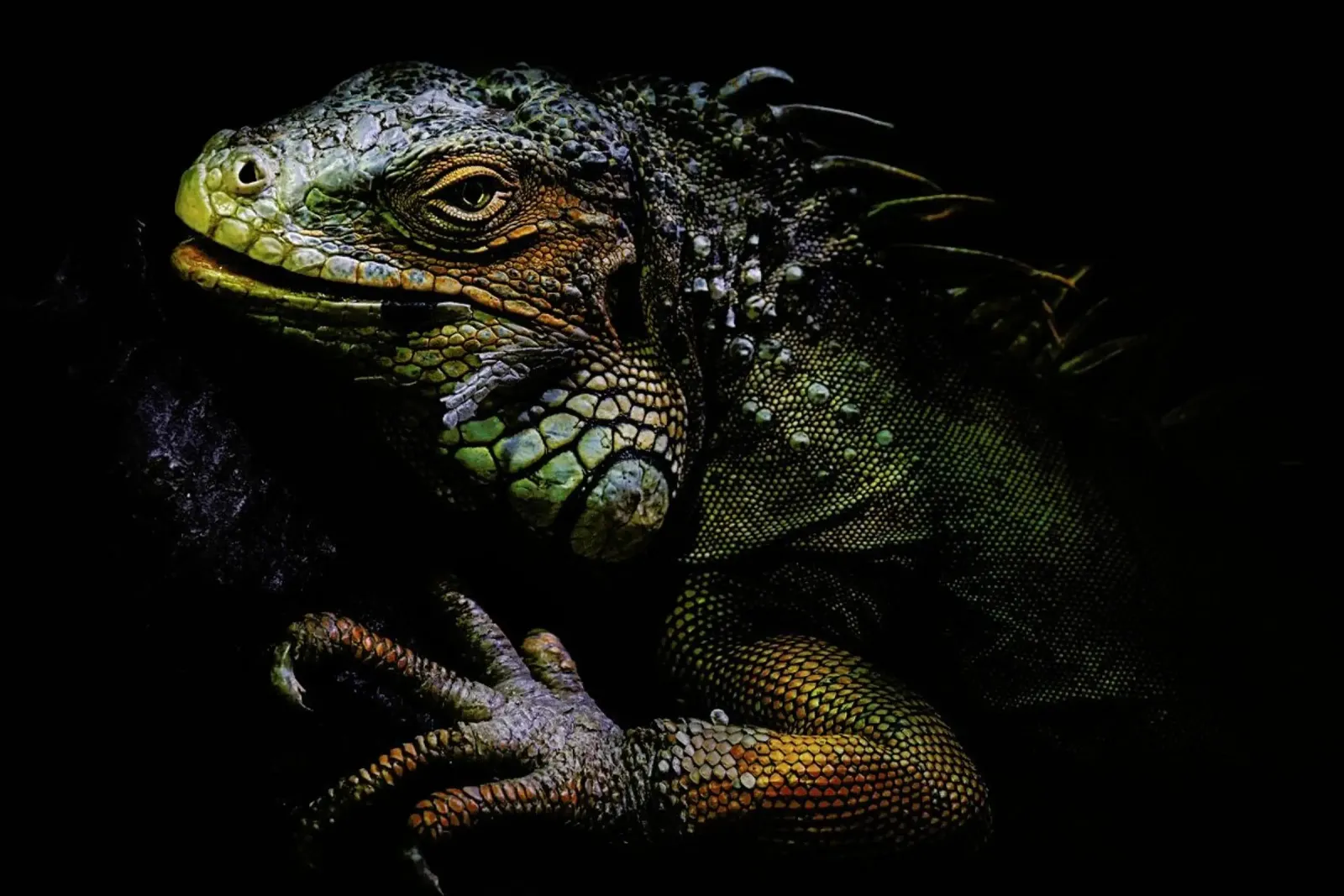 Time of Molting - Santiago Pascual Buye alluminio dibond da Pictufy