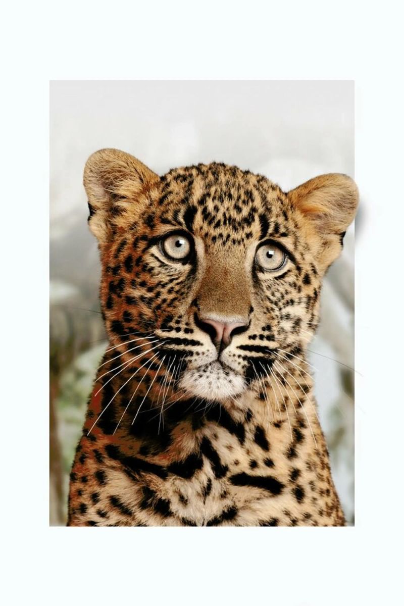 LEOPARD CUB Poster von JONAS LOOSE KIDS