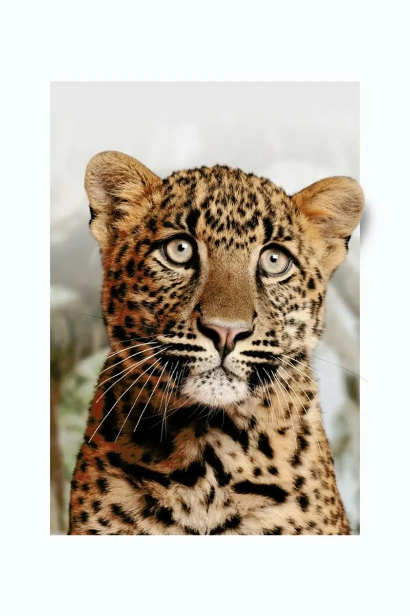 LEOPARD CUB alluminio dibond da JONAS LOOSE KIDS