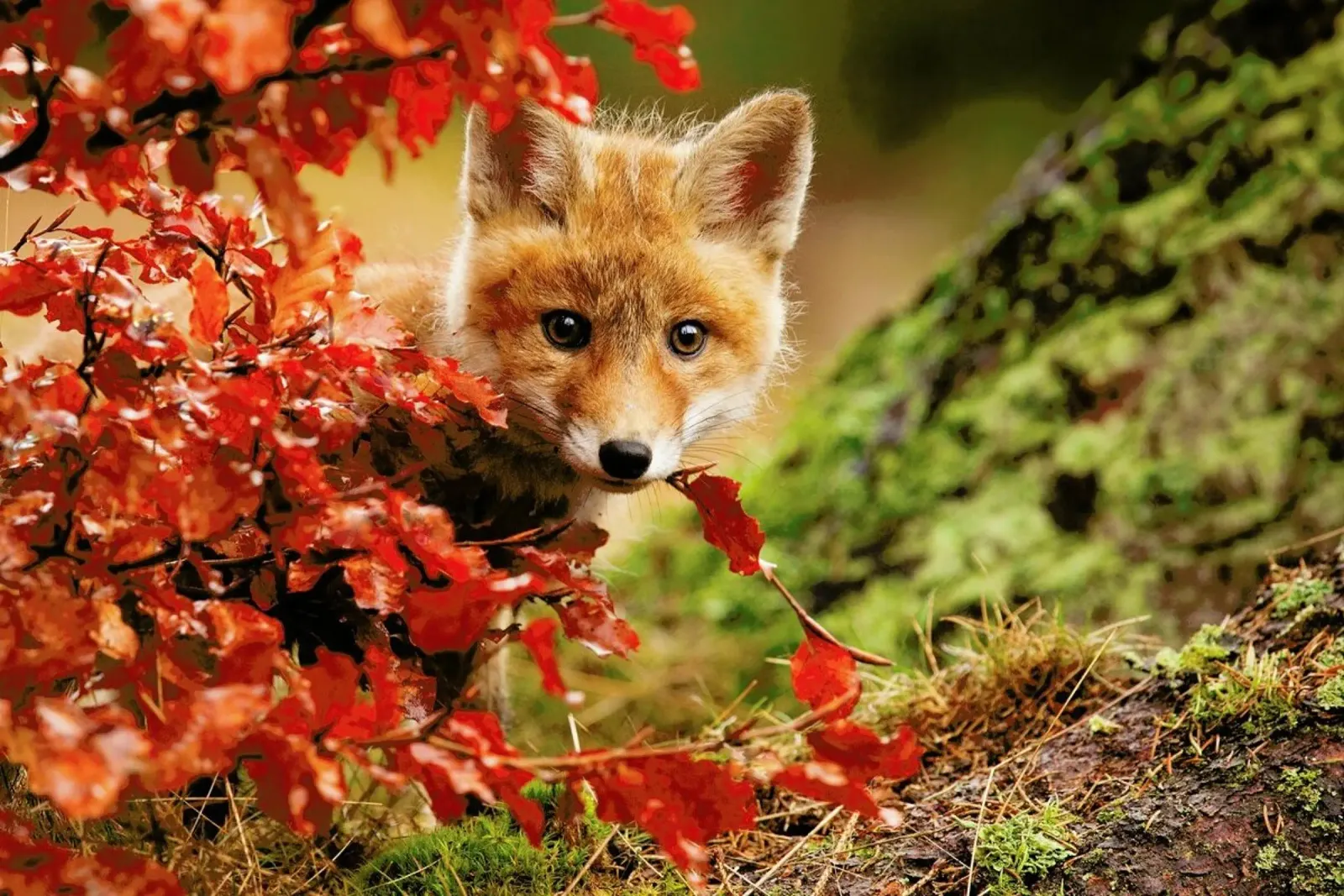 Fox - Robert Adamec carta hahnemühle da Pictufy