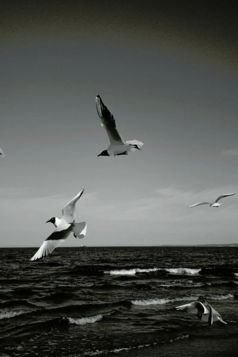Seagulls III pellicola backlit da Sebastian Hilgetag